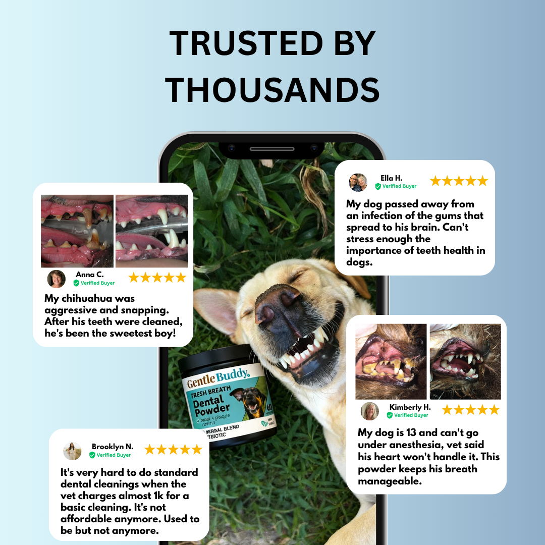 The Complete No-Anesthesia Dental System