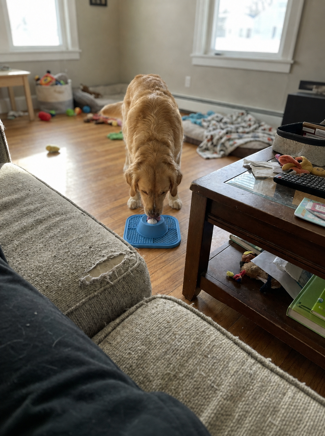 Golden retriever using the blue slow feeder lick bowl at home