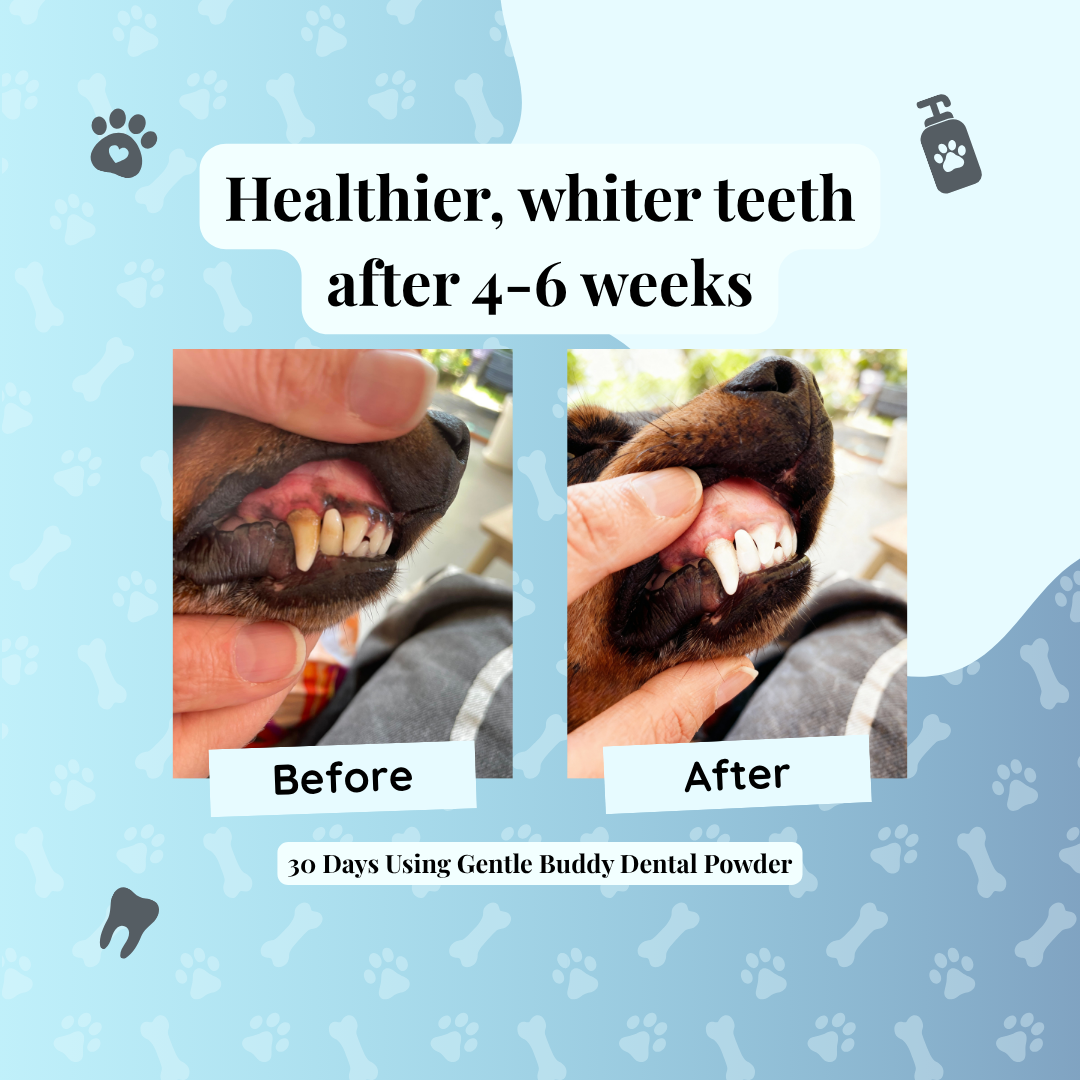 Gentle Buddy™ - Dental Powder for Dogs