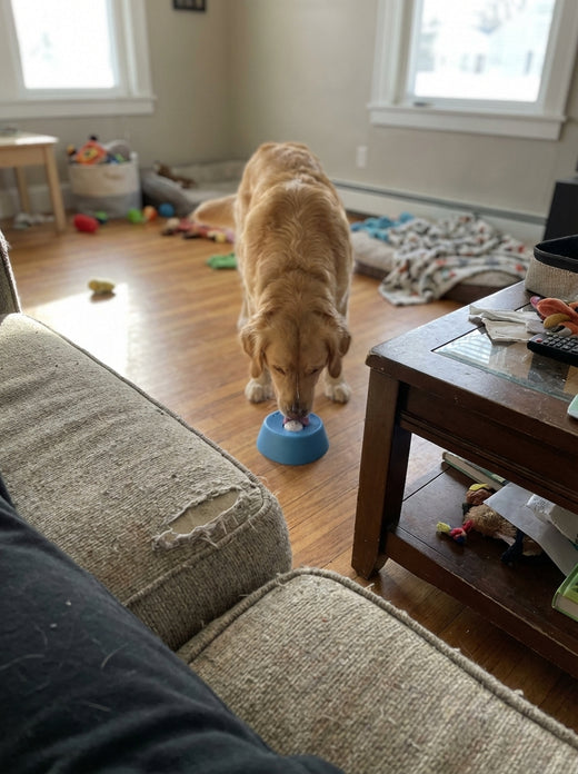 Dog licking a blue LickCalm feeder