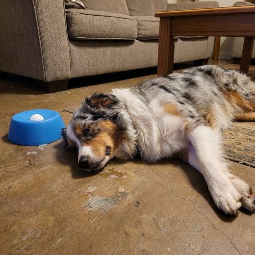 Dog resting calmly