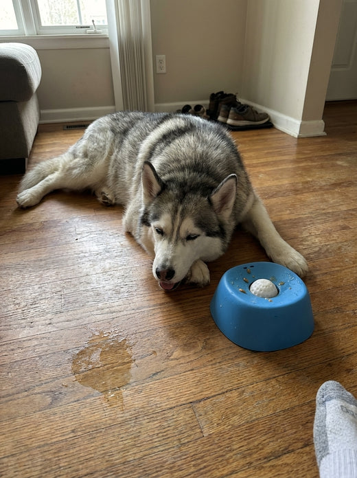 Dog resting after using LickCalm