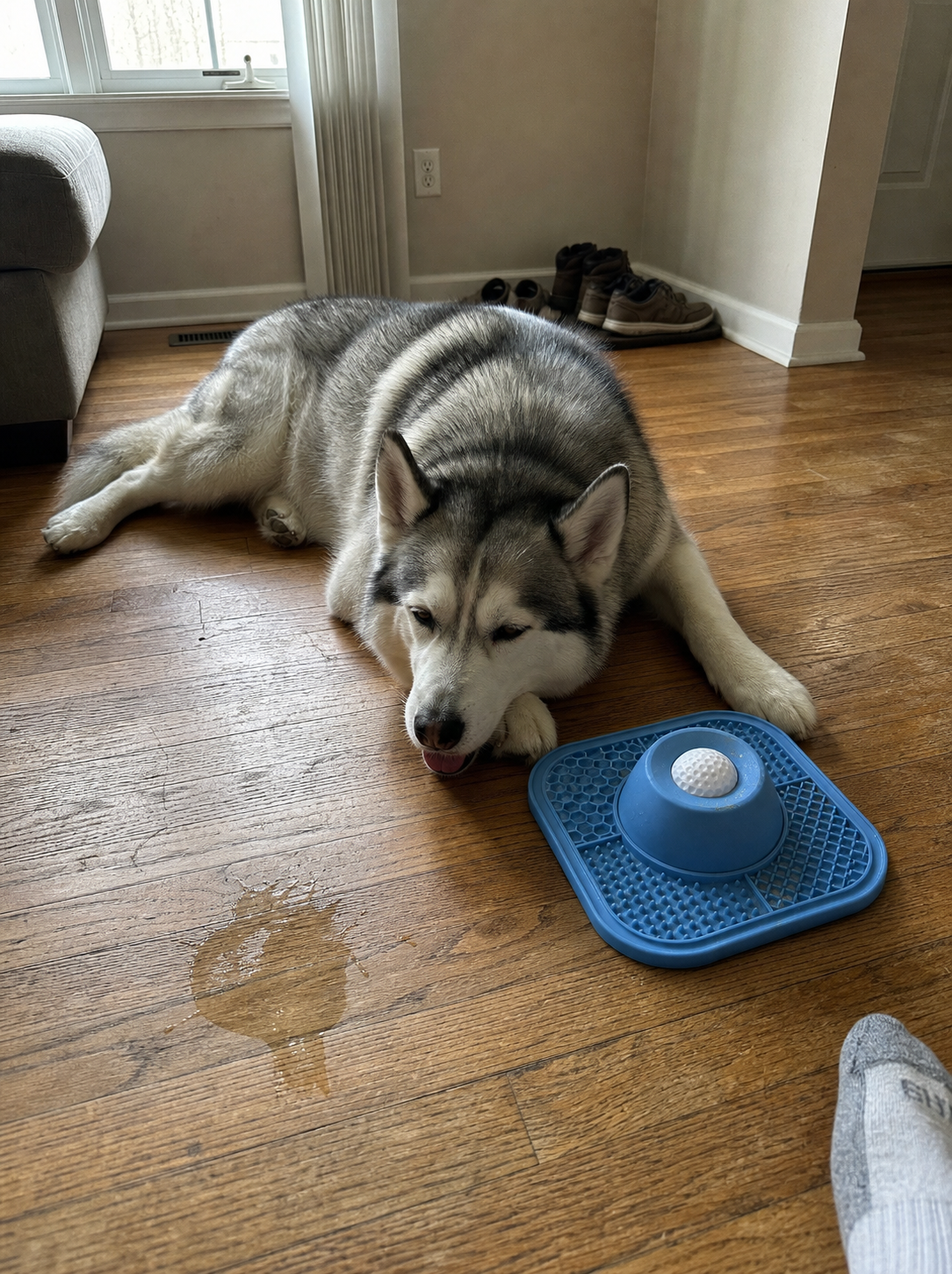 Husky resting beside the blue slow feeder lick bowl
